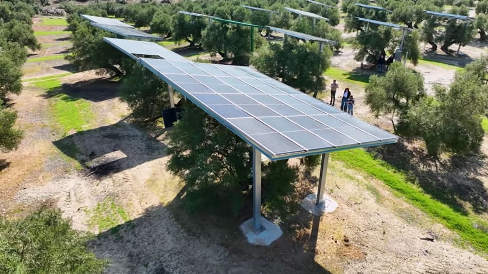 Elevated agrivoltaic system with solar panels mounted above olive trees
